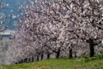 agrigento armond blossom1119.jpg